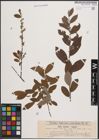 Foto von Salix cinerea L. x Salix repens L.